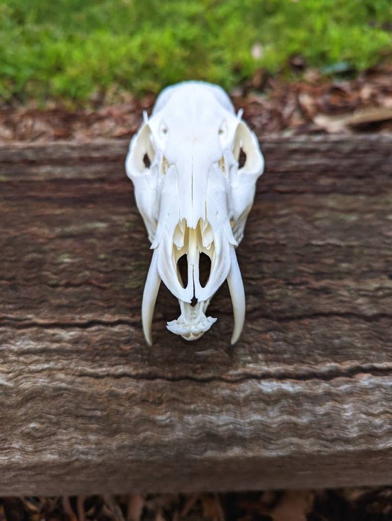 Chinese Water Deer Skull - Etsy