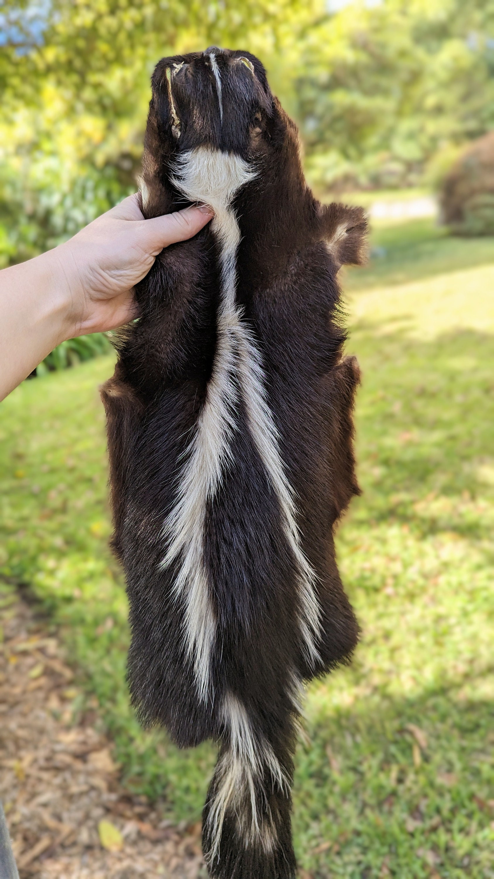 シマスカンクの毛皮 1点もの スカンクの毛皮 - Etsy 日本