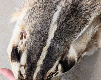 アナグマの鞣し毛皮[ハンドメイド] s51a.jpg