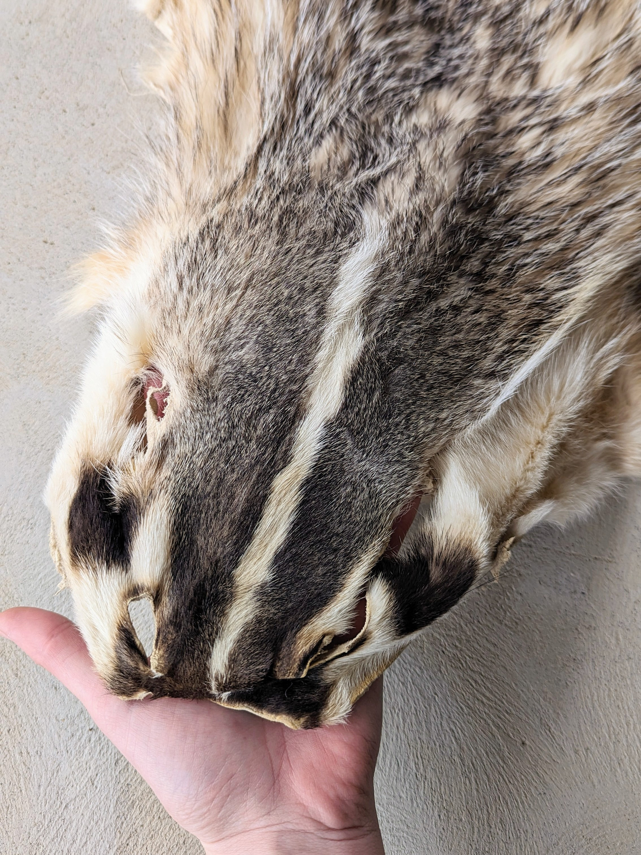 アメリカアナグマの毛皮 - Etsy 日本