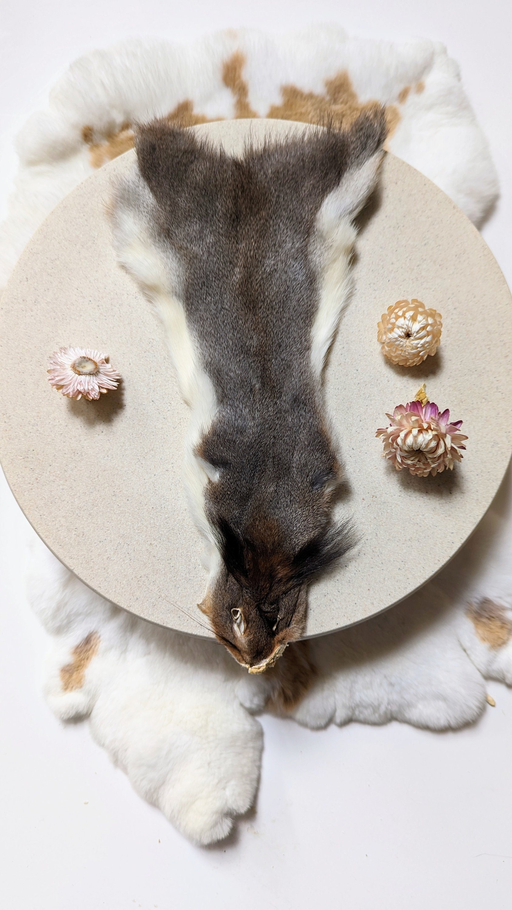 リスの毛皮 - Etsy 日本