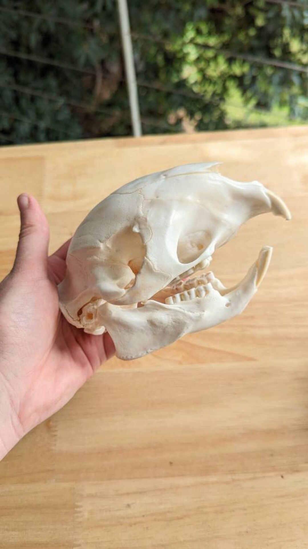 African Porcupine Skull Etsy