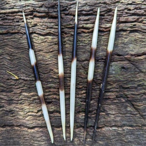 Porcupine Quill Pack (5)
