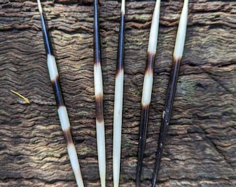 Paquete de púas de puercoespín (5)