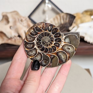 Peut inclure: Un fossile d'ammonite poli avec un motif en spirale, présentant des nuances de brun et de beige. Les chambres complexes du fossile sont visibles, et la coquille extérieure a une finition brillante. Il s'agit d'un objet d'histoire naturelle.