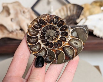 シマスカンクの毛皮　１点もの シマスカンクの毛皮 1点もの