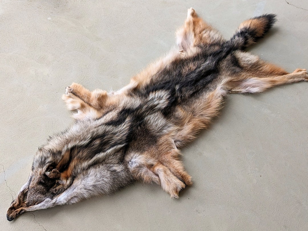 特大！150ｃｍ！コヨーテ 毛皮（爪・肉球付） 150cm！高品質 コヨーテ 毛皮（爪・肉球付） - メルカリ