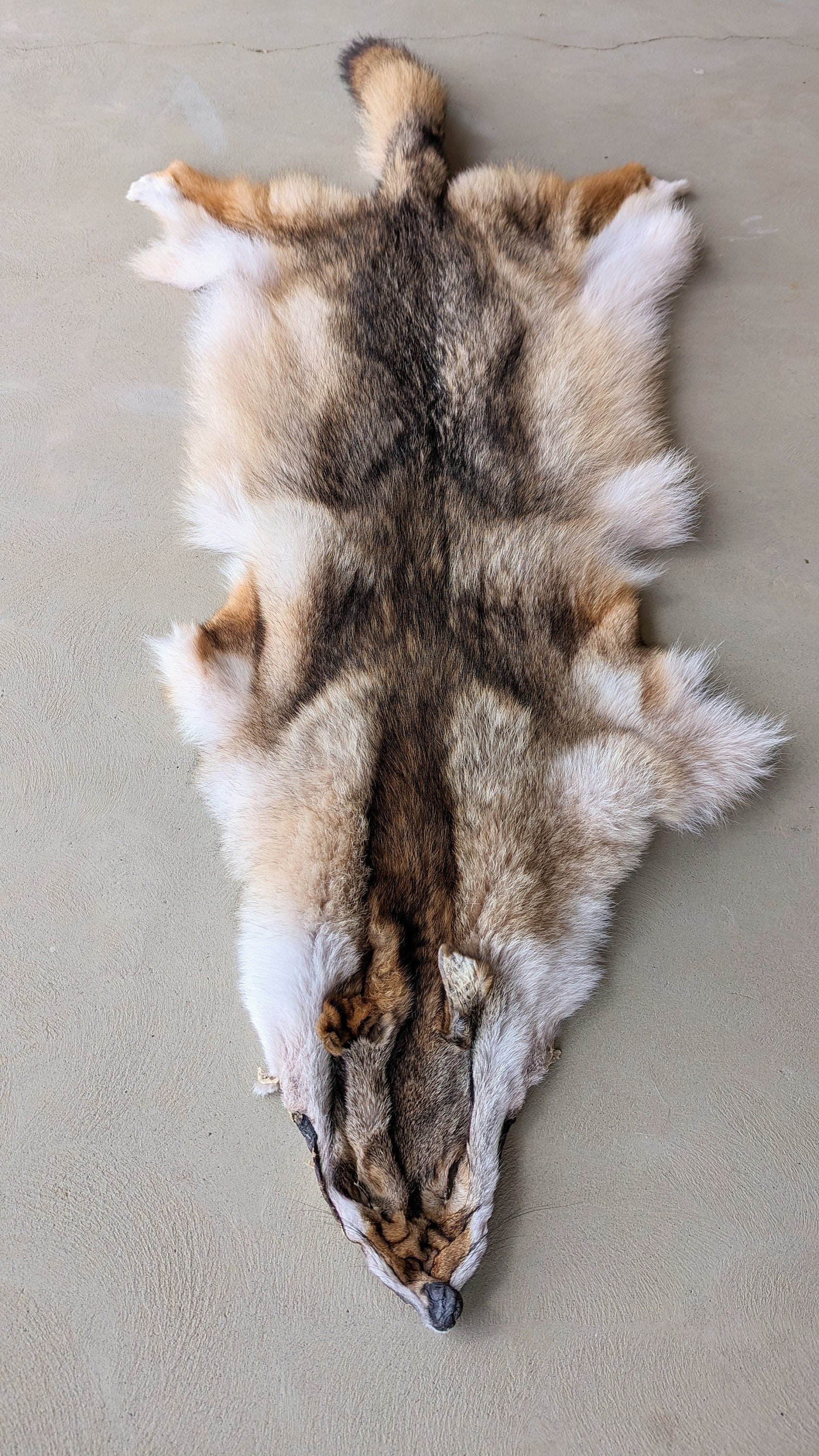 コヨーテの毛皮 - Etsy 日本