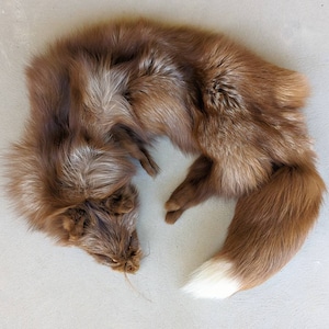 Amber Fox Pelt