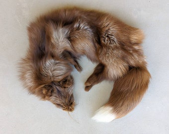 Amber Fox Pelt