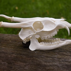 Muntjac Skull