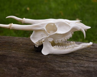 Muntjac Skull