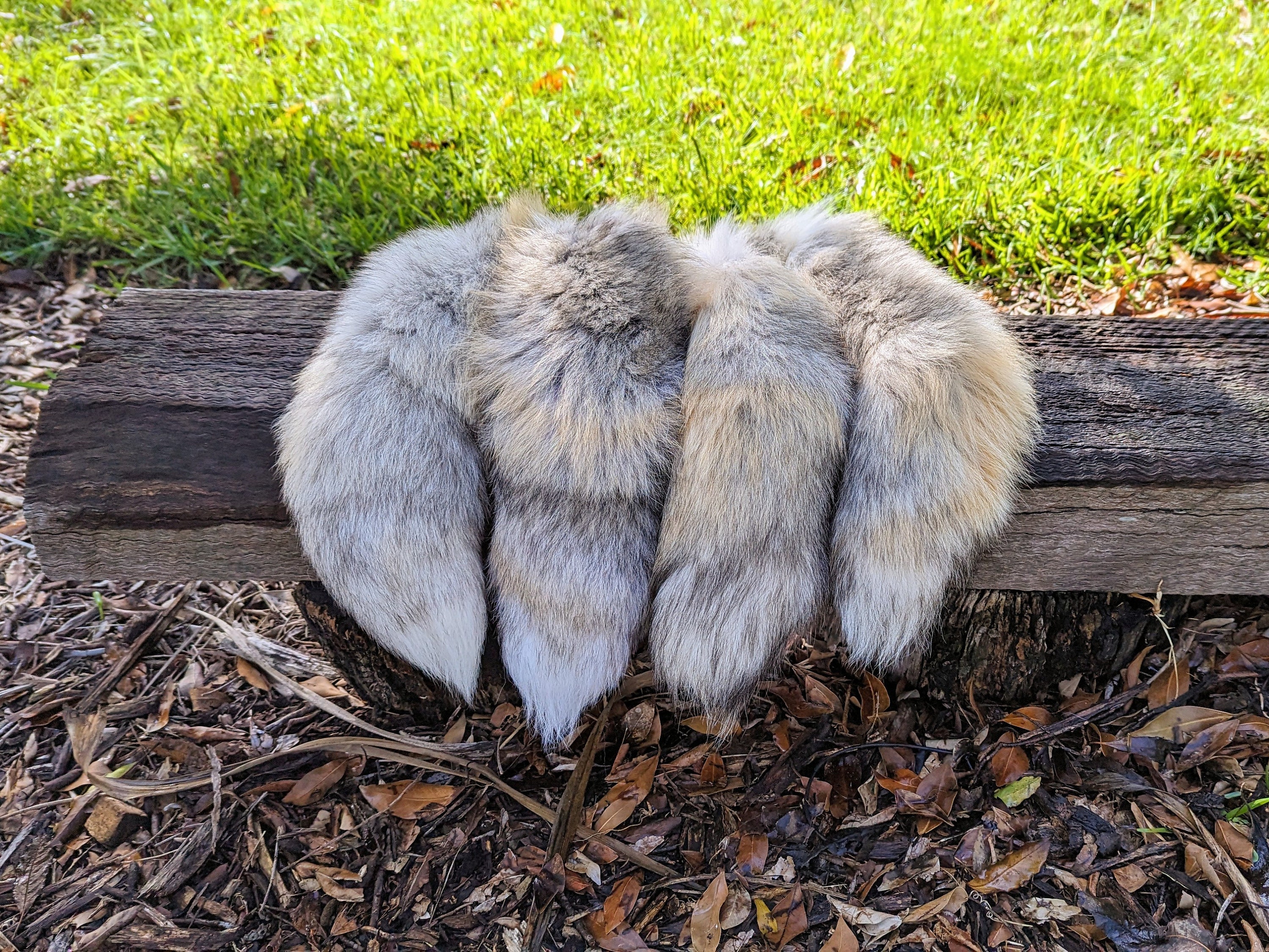 狐剥製 早い者勝ち きつね 狐剥製 早い者勝ち きつね - メルカリ