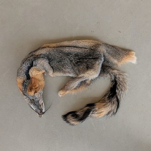 Grey Fox Pelt