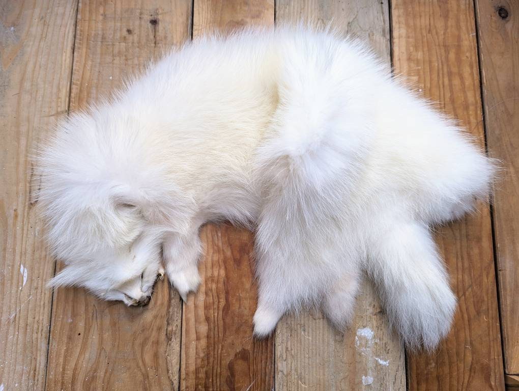 たぬきの毛皮ラグ タヌキの毛皮 - Etsy 日本