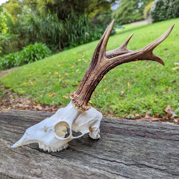 Large European Roe Deer Skull