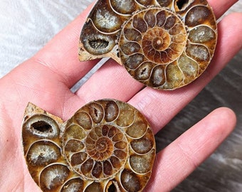 オパール化したアンモナイトの化石 - Etsy 日本