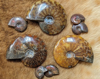 Whole Ammonites (Small and XL sizes), Fossils, Curiosity