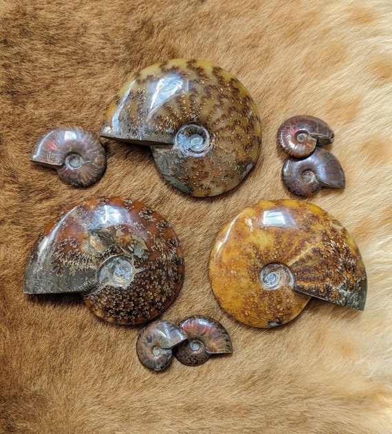 Buy Whole Ammonites small and XL Sizes Fossils Curiosity Online in India Etsy