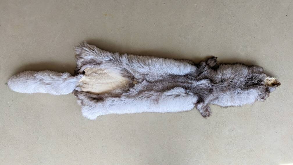Blue Morph Arctic Fox - Etsy