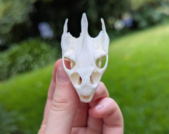 マスクラットの頭蓋骨 - Etsy 日本