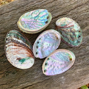 Abalone Shells