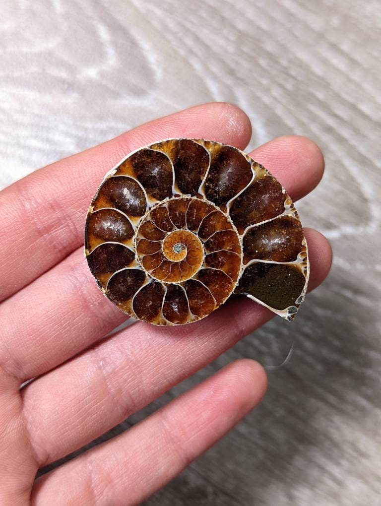 オパール化したアンモナイトの化石 - Etsy 日本