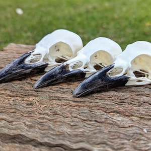 Crâne de corbeau européen