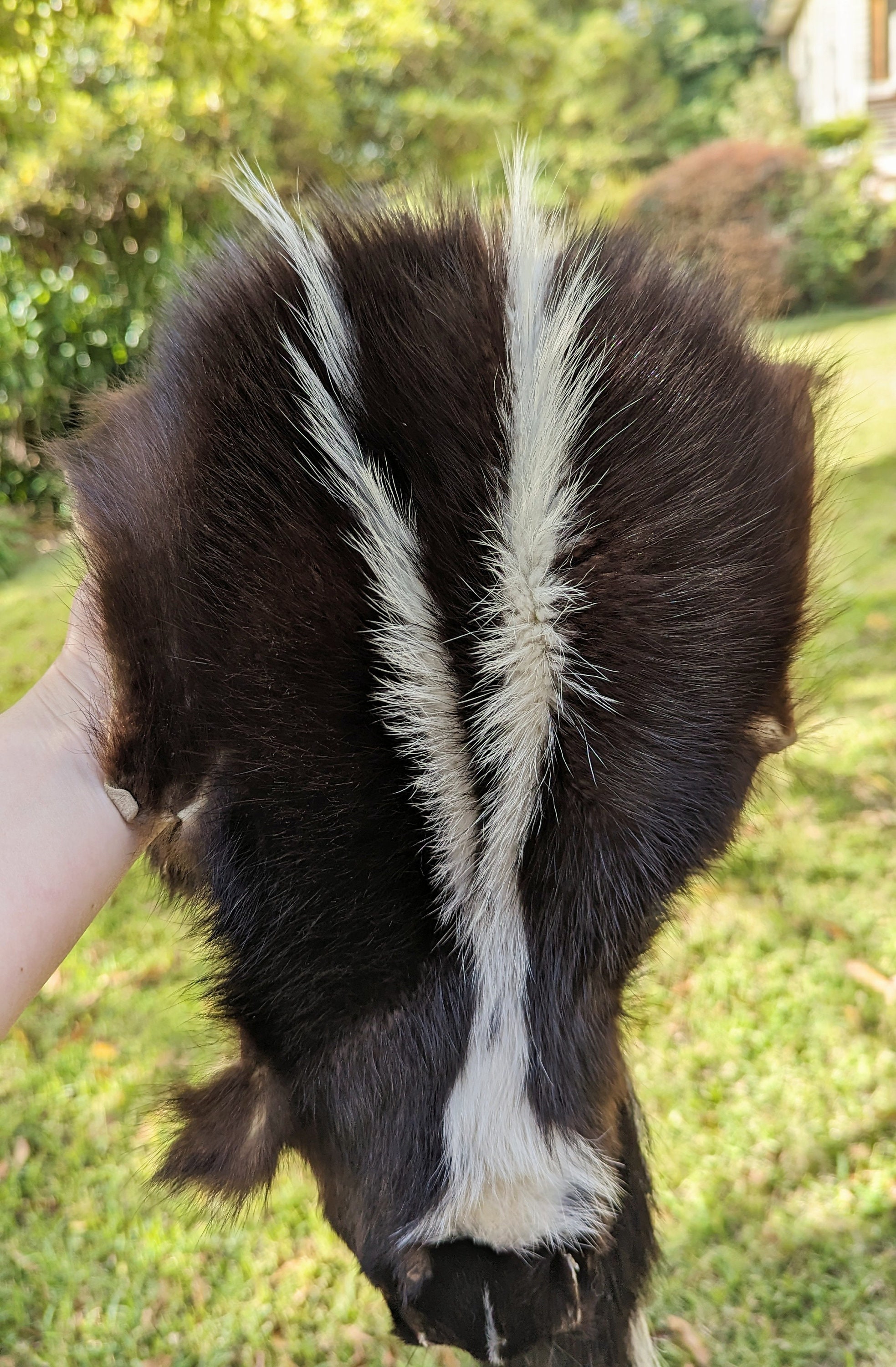 シマスカンクの毛皮　１点もの il_fullxfull.5908369584_kvpf.jpg