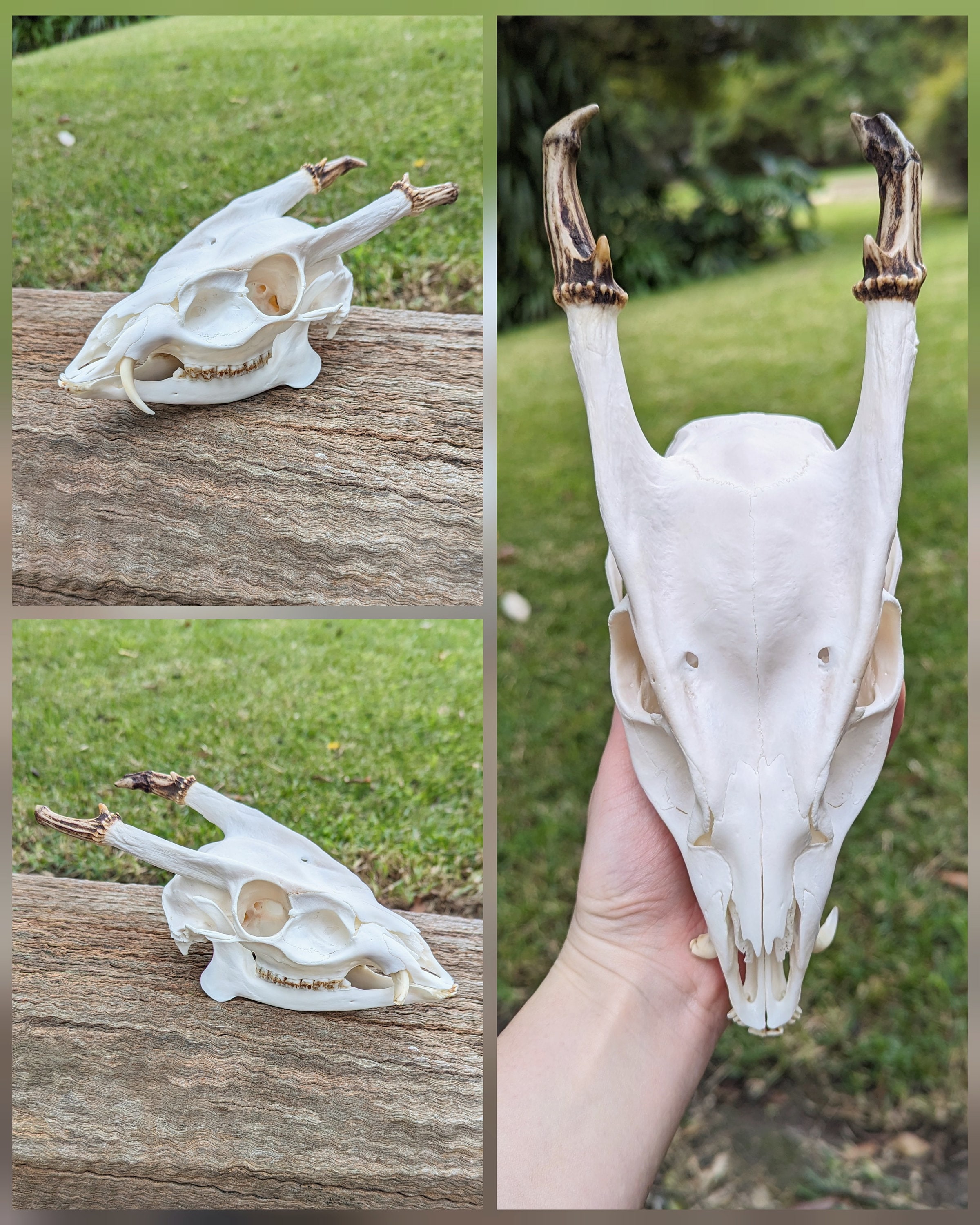 キョンの頭蓋骨 - Etsy 日本