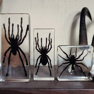 Tarantula Preserved in Resin