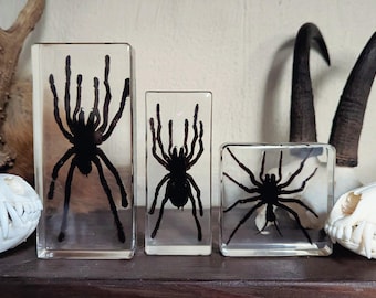Tarantula zakonserwowana w żywicy