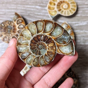 Opalised Ammonite Fossils