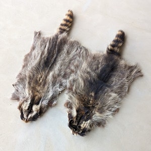 Raccoon Wallhanger Pelt
