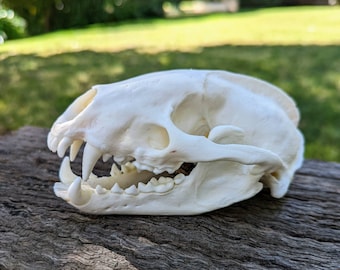 アメリカアナグマの頭蓋骨レプリカ（博物館品質） - Etsy 日本