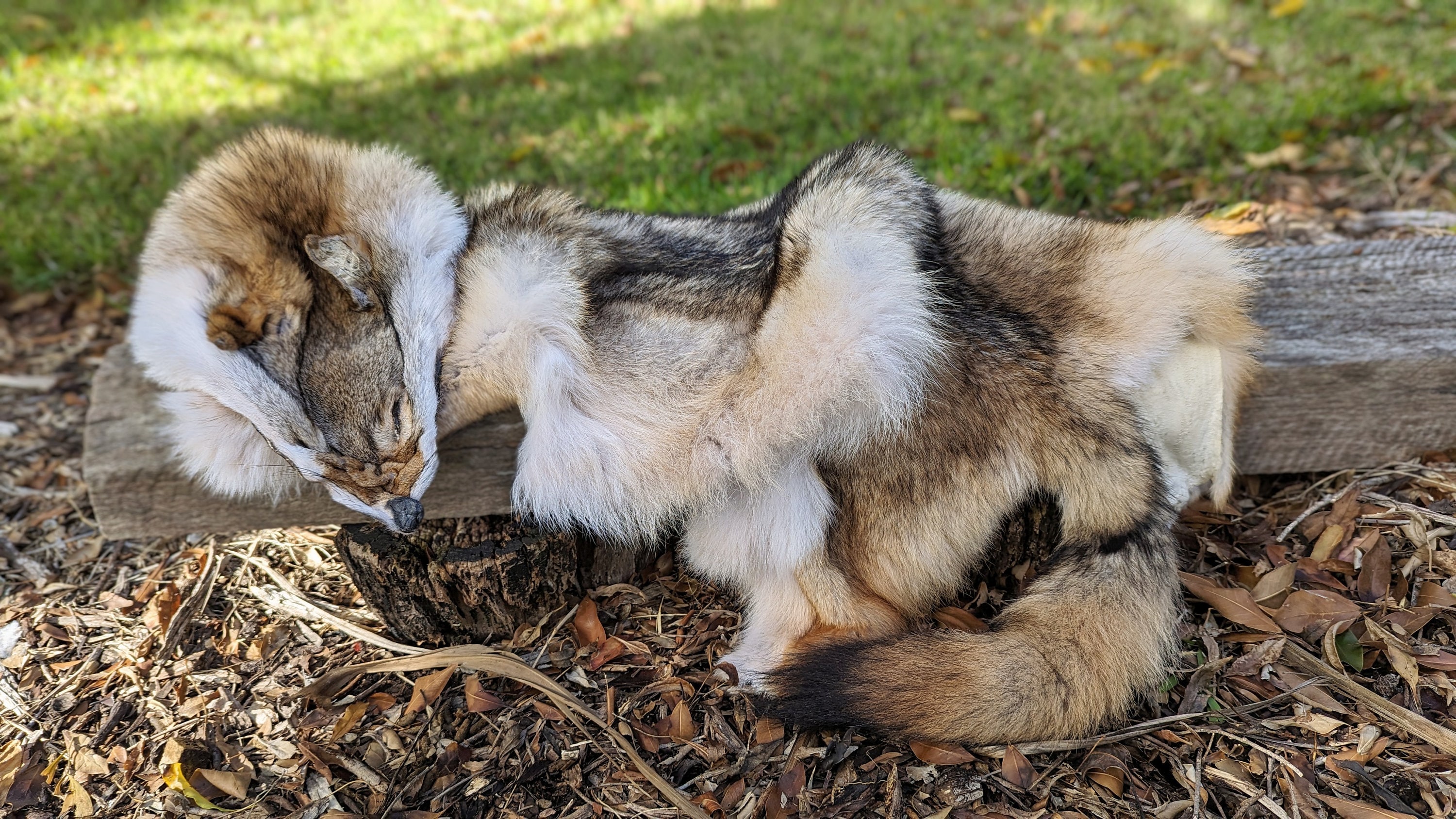 コヨーテの毛皮 - Etsy 日本