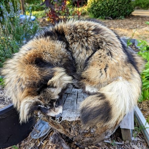 Tanuki Pelt