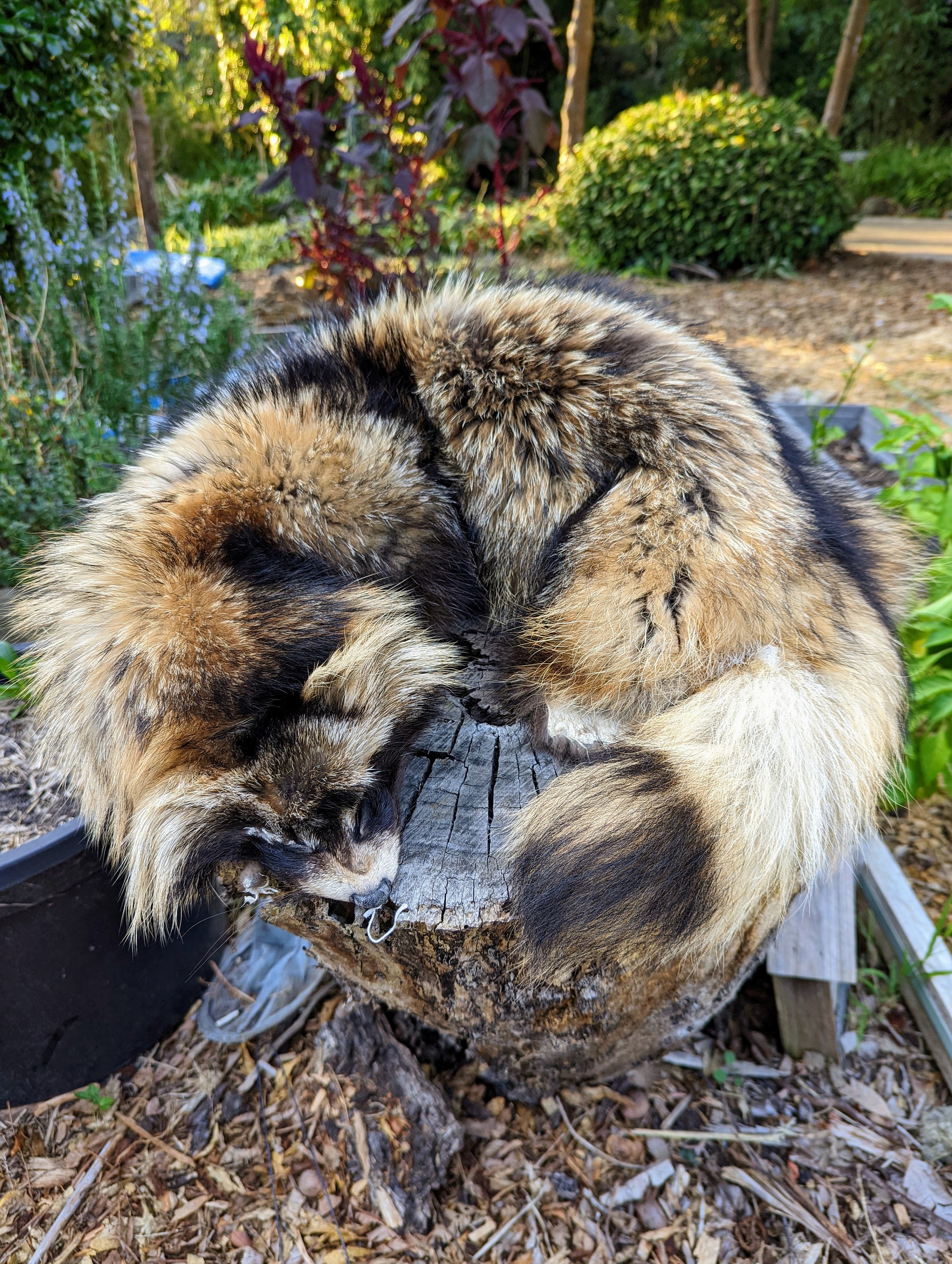 Tanuki Pelt - Etsy