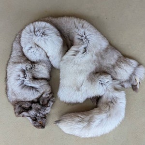 Blue Morph Arctic Fox