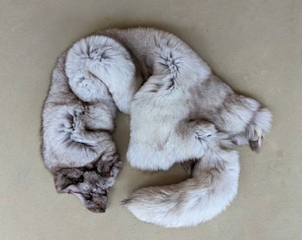 Blue Morph Arctic Fox