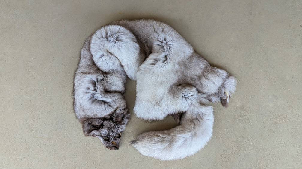 Blue Morph Arctic Fox - Etsy