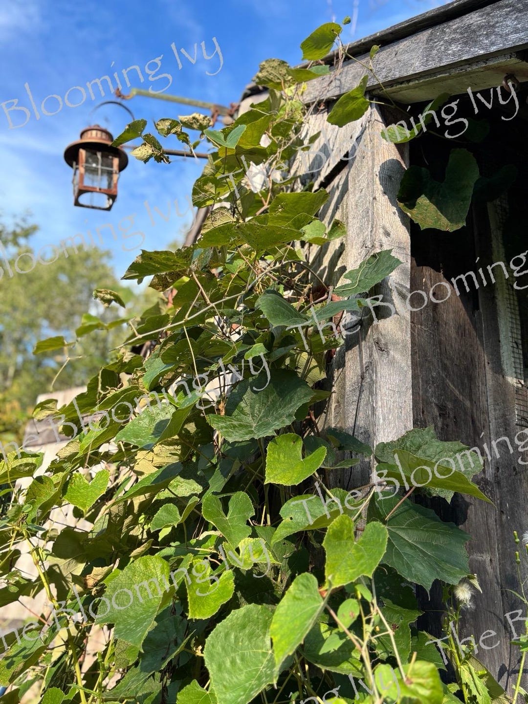 Rustic Grapevine Rustic Grapevine Wall Art Print – Farmhouse Botanical Photography ...