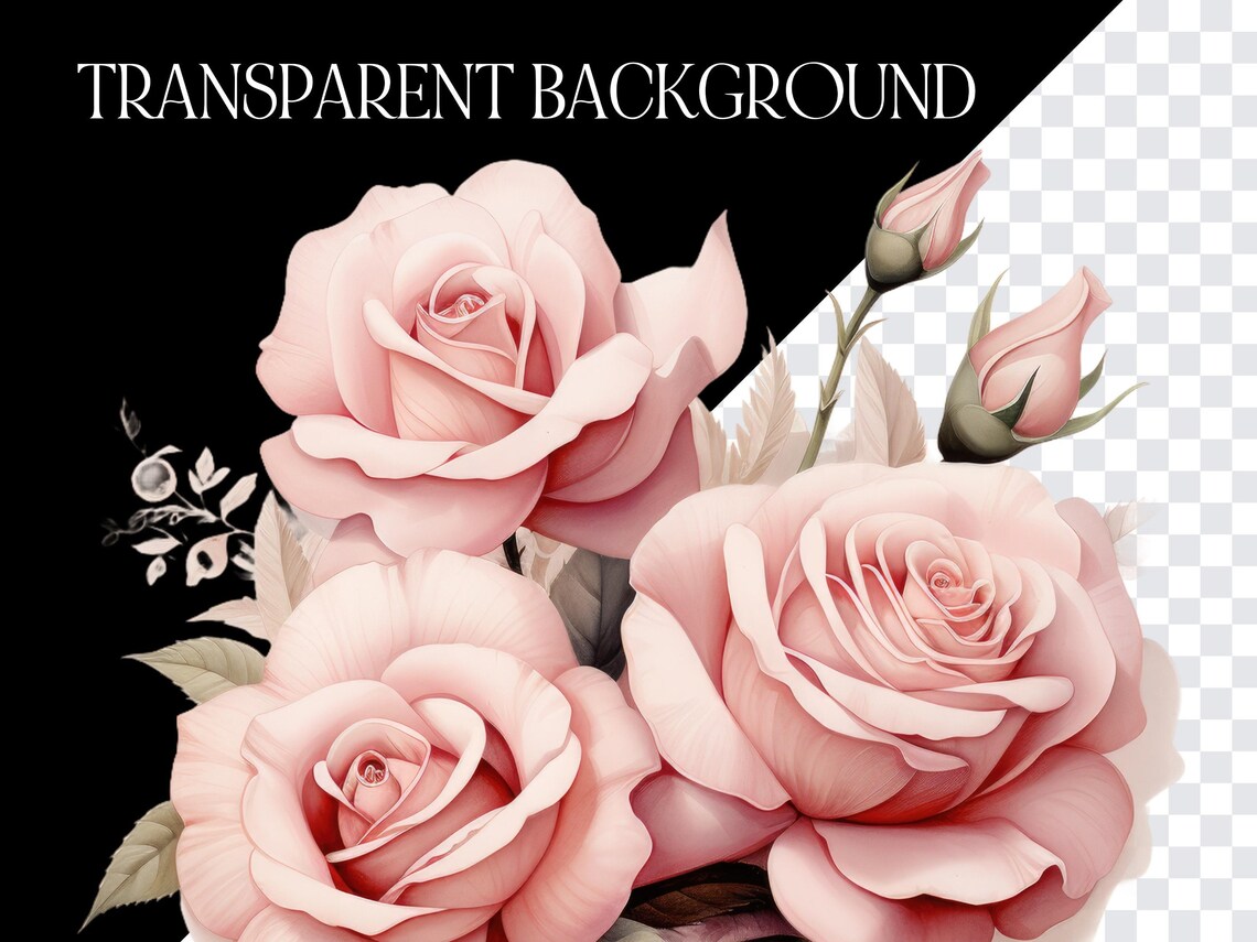 11 Light Pink Roses Clipart, Commercial Use Clipart, Transparent PNG ...