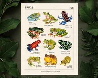 FROG ART PRINT - 8x10 - Vintage Poster - Frog Decor - Cottagecore Room Decor - Goblincore Aesthetic - Educational Frog Montessori Poster