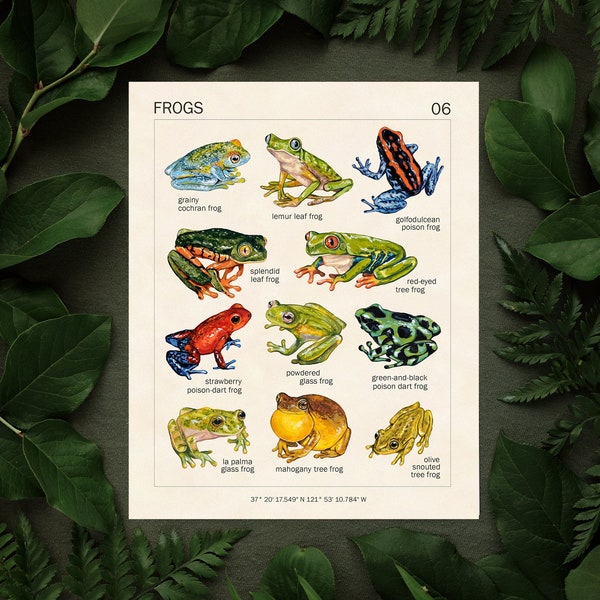 FROG ART PRINT - 8x10 - Vintage Poster - Frog Decor - Cottagecore Room Decor - Goblincore Aesthetic - Educational Frog Montessori Poster