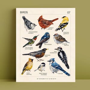 BIRD ART PRINT - 8x10 - Vintage Poster Wall Art - Bird Species - Cottagecore Room Decor - Kids Room - Educational Montessori Poster