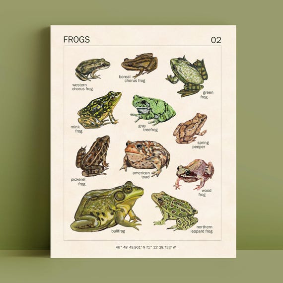 FROG ART PRINT - 8x10 - Vintage Poster - Frog Decor - Cottagecore Room Decor - Goblincore Aesthetic - Educational Frog Montessori Poster