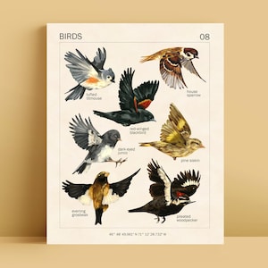 BIRD ART PRINT - 8x10 - Canadian Bird Species - Cottagecore Room Decor - Oiseaux du Québec - Gifts for Ornithophiles - Classroom Decor