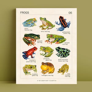 LÁMINA ARTÍSTICA DE RANA - 8x10 - Póster vintage - Decoración de ranas - Decoración de habitaciones estilo cottagecore - Estética Goblincore - Póster educativo Montessori de ranas