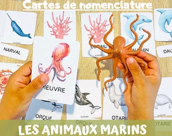 Marine Animal Nomenclature Cards